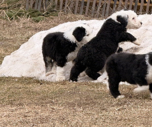 Medium Photo #3 Old English Sheepdog Puppy For Sale in MESICK, MI, USA
