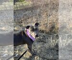 Small #3 American Pit Bull Terrier-Staffordshire Bull Terrier Mix