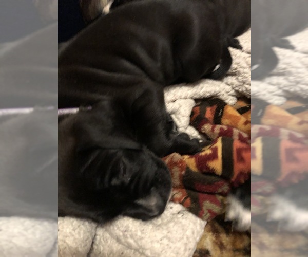 Medium Photo #4 American Bulldog-Golden Retriever Mix Puppy For Sale in KNOWLES, WI, USA