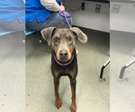 Small #1 Doberman Pinscher