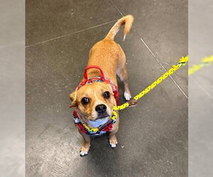 Chihuahua-Unknown Mix Dogs for adoption in Santa Cruz, CA, USA