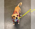 Small Chihuahua Mix