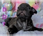 Small Photo #2 French Bulldog Puppy For Sale in ROSEMEAD, CA, USA