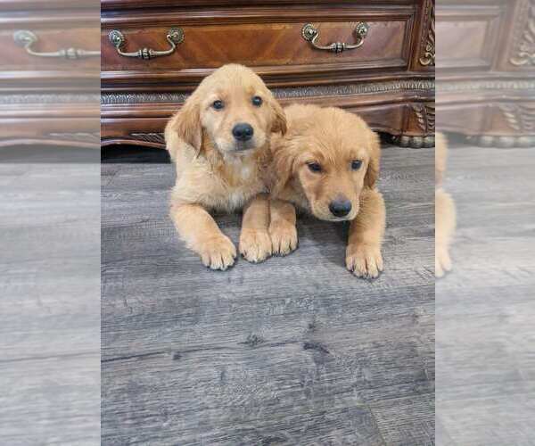 Medium Photo #6 Golden Retriever Puppy For Sale in CITRUS HEIGHTS, CA, USA