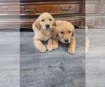 Small #5 Golden Retriever
