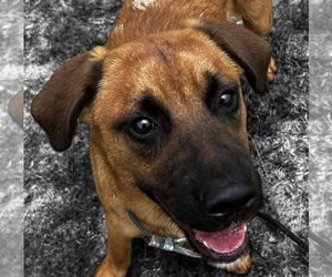 Mutt Dogs for adoption in Canton, CT, USA