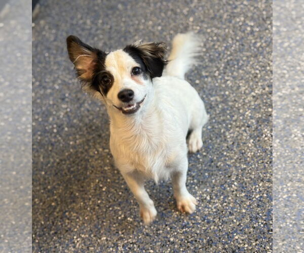 Medium Photo #4 Papillon-Unknown Mix Puppy For Sale in Phoenix, AZ, USA