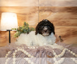 Small #2 Poodle (Miniature)