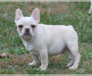 French Bulldog Puppy for sale in GRAVETTE, AR, USA