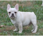 Small French Bulldog