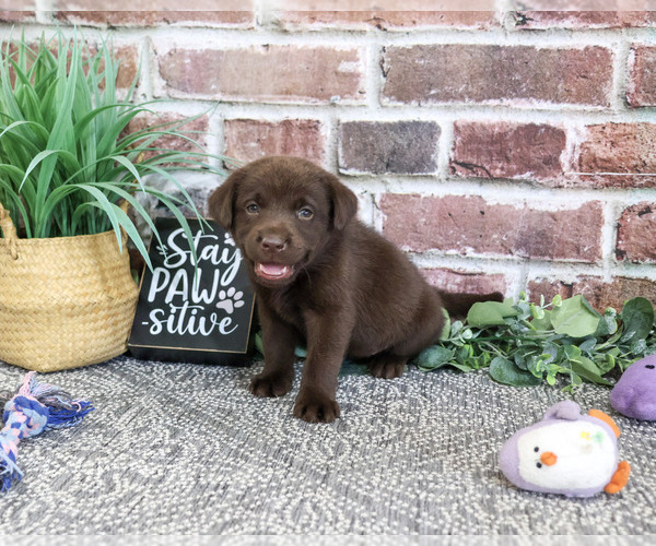 Medium Photo #2 Labrador Retriever Puppy For Sale in SYRACUSE, IN, USA