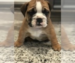 Small Photo #2 Bulldog Puppy For Sale in BOWLING GREEN, KY, USA