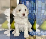 Small Photo #20 Australian Labradoodle Puppy For Sale in WASHINGTON, NC, USA