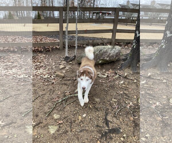 Medium Photo #4 Siberian Husky Puppy For Sale in Cumming, GA, USA