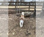 Small Photo #4 Siberian Husky Puppy For Sale in Cumming, GA, USA