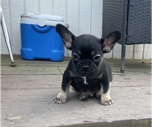 French Bulldog Puppy for sale in AUSTELL, GA, USA