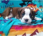 Small #3 Boxer