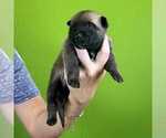 Small Photo #18 Belgian Malinois Puppy For Sale in S CHARLESTON, WV, USA