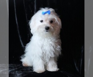 Maltese Puppy for sale in ROCK VALLEY, IA, USA