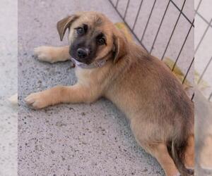 Lego Pup - Technic - Male Chihuahua-Unknown Mix Dog for Adoption - Photo #12