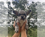 Small #1 French Bulldog