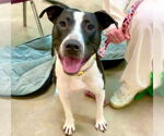 Small #10 Bull Terrier Mix