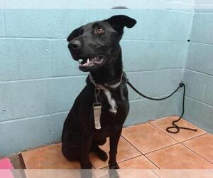 Labrador Retriever-Unknown Mix Dogs for adoption in Downey, CA, USA