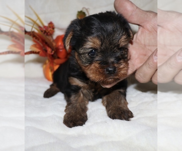 Medium Photo #1 Yorkshire Terrier Puppy For Sale in LOVELY, KY, USA