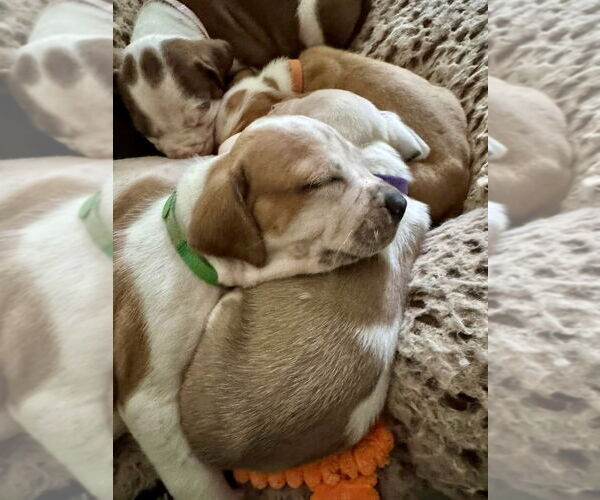 Medium Photo #8 American Staffordshire Terrier-Unknown Mix Puppy For Sale in Brewster, NY, USA