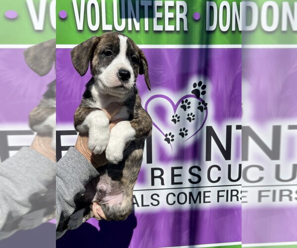 Medium Photo #3 Boxer-Unknown Mix Puppy For Sale in Mooresville, NC, USA