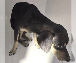 Chihuahua Dogs for adoption in Houston, TX, USA
