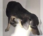 A662487 - Male Chihuahua Dog for Adoption - Small photo