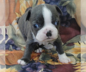 Boston Terrier Puppy for sale in CRKD RVR RNCH, OR, USA