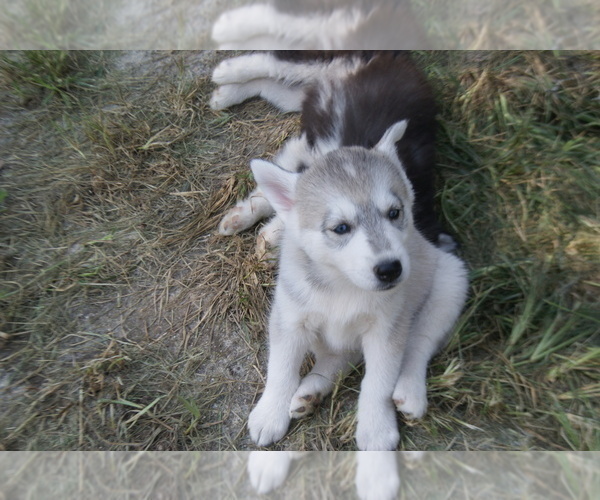 Medium Photo #1 Siberian Husky Puppy For Sale in MOWEAQUA, IL, USA