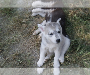 Mother of the Siberian Husky puppies born on 08/10/2019