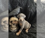 Small Photo #23 Doberman Pinscher Puppy For Sale in YUCCA VALLEY, CA, USA
