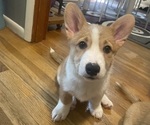 Puppy Nico Pembroke Welsh Corgi