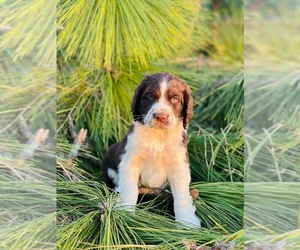 English Springer Spaniel Puppy for sale in MILAN, GA, USA