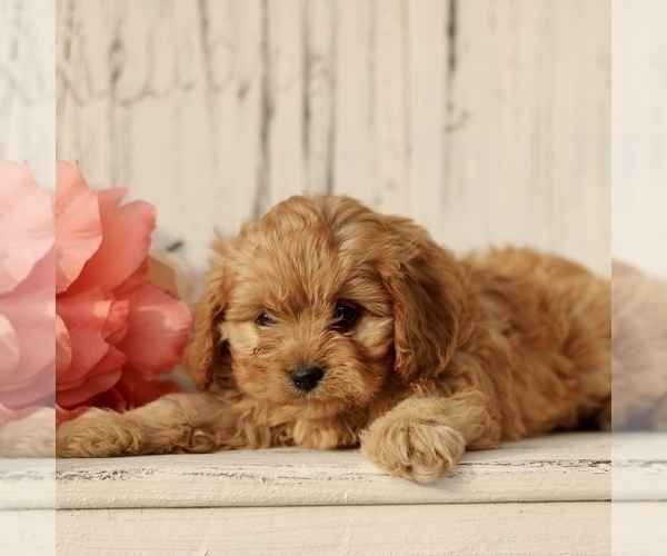 Medium Photo #1 Cavapoo (Miniature) Puppy For Sale in NEW HOLLAND, PA, USA