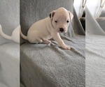 Puppy Puppy 7 American Bulldog