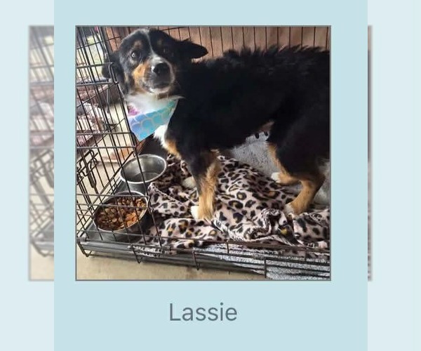 Medium Photo #1 Australian Shepherd Puppy For Sale in Winter, WI, USA