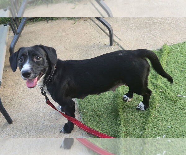 Medium Photo #2 Chiweenie Puppy For Sale in Foristell, MO, USA