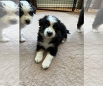 Small Photo #1 Border-Aussie Puppy For Sale in AUBURN, WA, USA