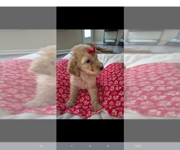 Medium Photo #4 Poodle (Standard) Puppy For Sale in ELGIN, SC, USA