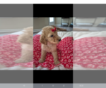 Small #3 Poodle (Standard)