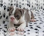 Small Photo #2 Bulldog Puppy For Sale in HIGHLAND PARK, IL, USA