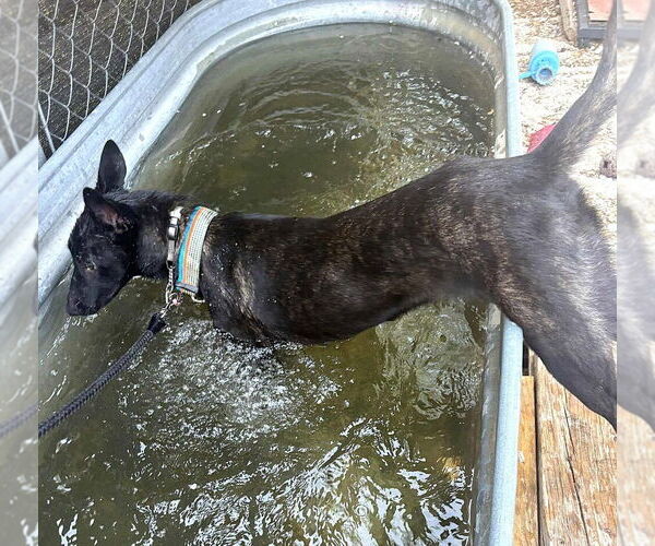 Medium Photo #2 Mutt Puppy For Sale in Imlay City, MI, USA