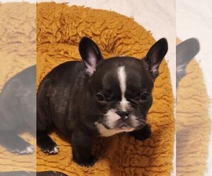 French Bulldog Puppy for sale in CAPE CORAL, FL, USA