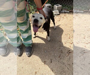 American Staffordshire Terrier-Unknown Mix Dogs for adoption in Jackson, MS, USA