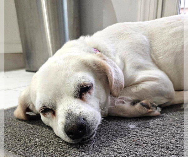 Medium Photo #11 Pug-Unknown Mix Puppy For Sale in Boonton, NJ, USA